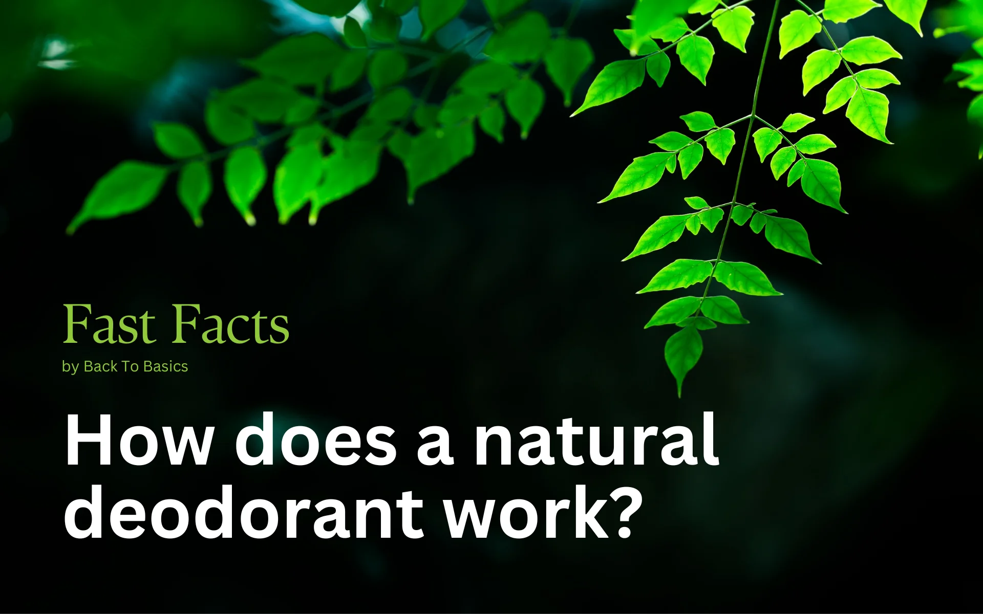 Back To Basics - Natural Deodorant